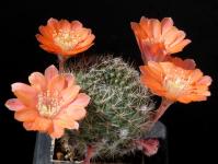 Thumbnail of 1979_Rebutia spec._20160509_01(1).JPG